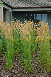Karl Foerster Reed Grass (Calamagrostis x acutiflora 'Karl Foerster') at English Gardens