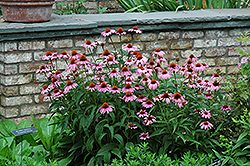 Magnus Coneflower (Echinacea purpurea 'Magnus') at English Gardens