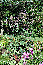 Rochebrun Meadow Rue (Thalictrum rochebrunianum) at English Gardens