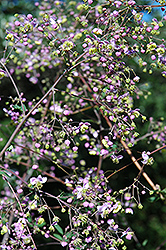 Rochebrun Meadow Rue (Thalictrum rochebrunianum) at English Gardens