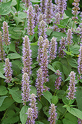 Blue Fortune Anise Hyssop (Agastache 'Blue Fortune') at English Gardens