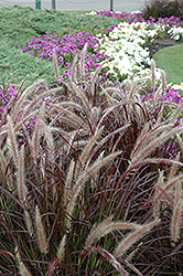 Purple Fountain Grass (Pennisetum setaceum 'Rubrum') at English Gardens