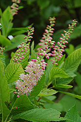 Ruby Spice Summersweet (Clethra alnifolia 'Ruby Spice') at English Gardens