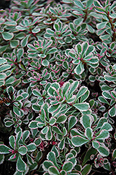 Tricolor Stonecrop (Sedum spurium 'Tricolor') at English Gardens