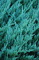Blue Chip Juniper (Juniperus horizontalis 'Blue Chip') at English Gardens