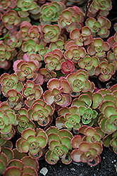 Fulda Glow Stonecrop (Sedum spurium 'Fuldaglut') at English Gardens
