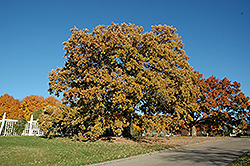 Bur Oak (Quercus macrocarpa) at English Gardens