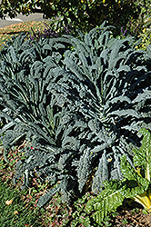 Dinosaur Kale (Brassica oleracea var. sabellica 'Lacinato') at English Gardens