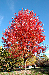 Autumn Blaze Maple (Acer x freemanii 'Jeffersred') at English Gardens
