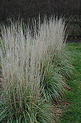 Avalanche Reed Grass (Calamagrostis x acutiflora 'Avalanche') at English Gardens