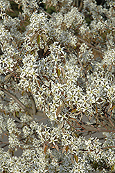 Shadblow Serviceberry (Amelanchier canadensis) at English Gardens