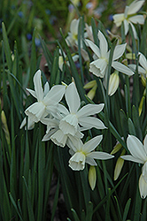 Tresamble Daffodil (Narcissus 'Tresamble') at English Gardens