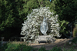 Royal Star Magnolia (Magnolia stellata 'Royal Star') at English Gardens