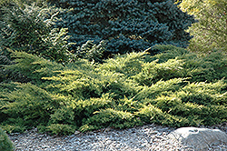 Gold Star Juniper (Juniperus chinensis 'Bakaurea') at English Gardens