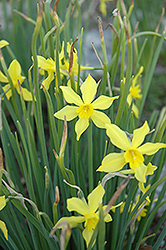 Campernell Daffodil (Narcissus x odorus 'Campernelli') at English Gardens