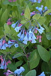 Virginia Bluebells (Mertensia virginica) at English Gardens
