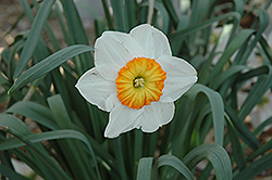 Professor Einstein Daffodil (Narcissus 'Professor Einstein') at English Gardens