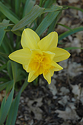 Meeting Daffodil (Narcissus 'Meeting') at English Gardens