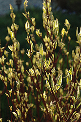 Ivory Halo Dogwood (Cornus alba 'Ivory Halo') at English Gardens