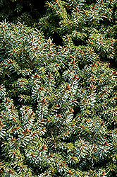 Dwarf Serbian Spruce (Picea omorika 'Nana') at English Gardens