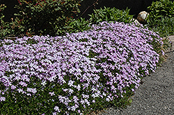 Emerald Blue Moss Phlox (Phlox subulata 'Emerald Blue') at English Gardens