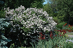 Miss Kim Lilac (Syringa patula 'Miss Kim') at English Gardens