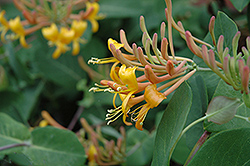 Mandarin Trumpet Honeysuckle (Lonicera 'Mandarin') at English Gardens