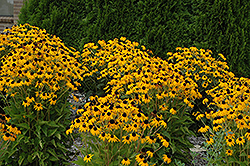 Goldsturm Coneflower (Rudbeckia fulgida 'Goldsturm') at English Gardens