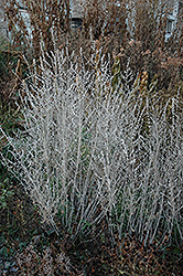 Russian Sage (Perovskia atriplicifolia) at English Gardens