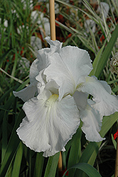 Immortality Iris (Iris 'Immortality') at English Gardens