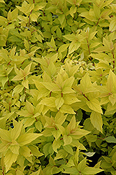 Goldmound Spirea (Spiraea japonica 'Goldmound') at English Gardens