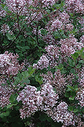 Dwarf Korean Lilac (Syringa meyeri 'Palibin') at English Gardens