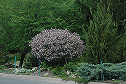 Dwarf Korean Lilac (tree form) (Syringa meyeri 'Palibin (tree form)') at English Gardens