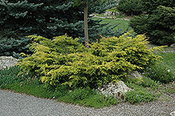 Old Gold Juniper (Juniperus x media 'Old Gold') at English Gardens