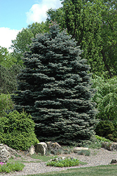 Fat Albert Blue Spruce (Picea pungens 'Fat Albert') at English Gardens