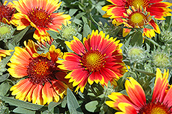 Arizona Sun Blanket Flower (Gaillardia x grandiflora 'Arizona Sun') at English Gardens