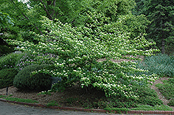 Pagoda Dogwood (Cornus alternifolia) at English Gardens