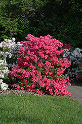 Rosy Lights Azalea (Rhododendron 'Rosy Lights') at English Gardens