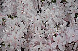White Lights Azalea (Rhododendron 'White Lights') at English Gardens