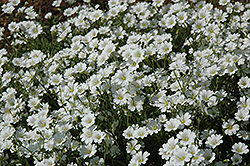 Snow-In-Summer (Cerastium tomentosum) at English Gardens