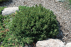 Valley Cushion Mugo Pine (Pinus mugo 'Valley Cushion') at English Gardens