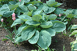 Elegans Hosta (Hosta sieboldiana 'Elegans') at English Gardens