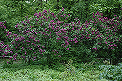 Charles Joly Lilac (Syringa vulgaris 'Charles Joly') at English Gardens