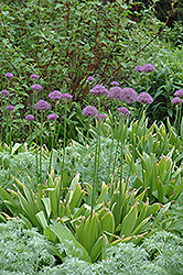 Purple Sensation Ornamental Onion (Allium 'Purple Sensation') at English Gardens
