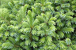 Dwarf Serbian Spruce (Picea omorika 'Nana') at English Gardens