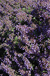 Walker's Low Catmint (Nepeta x faassenii 'Walker's Low') at English Gardens