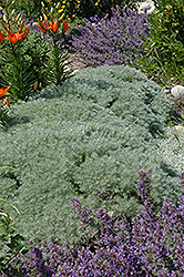 Silver Mound Artemisia (Artemisia schmidtiana 'Silver Mound') at English Gardens