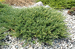 Andorra Juniper (Juniperus horizontalis 'Plumosa Compacta') at English Gardens