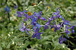 Blue Butterfly Delphinium (Delphinium grandiflorum 'Blue Butterfly') at English Gardens