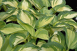 June Hosta (Hosta 'June') at English Gardens